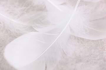 White swan feathers close up. Care and Tenderness concept.