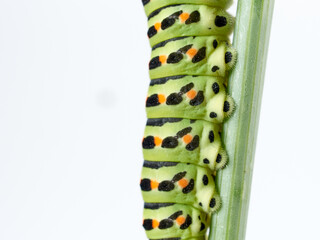 Old World swallowtail caterpillar. Papilio machaon.  