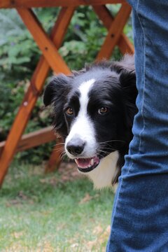 A Young Border Collie Peaking Out From Behind Her Person's Legs.