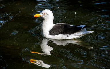 Kelp Gull (Larus dominicanus)