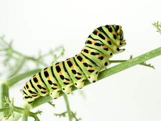 Old World swallowtail caterpillar. Papilio machaon.  