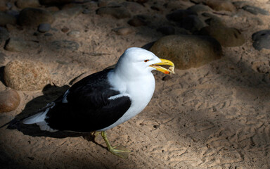 Kelp Gull (Larus dominicanus)