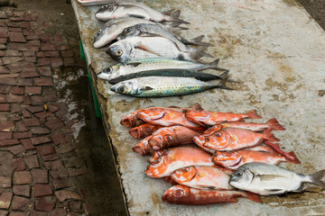 cavalinhas e poleiro marinho vermelho pescados por um dos pescadores, limpos debaixo de grande...