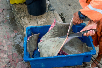 Obraz premium Grande Raia pescada por um dos pescadores, sendo limpa debaixo de grande árvore na Praia do Forte São Mateus em Cabo Frio.
