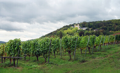 Fototapeta na wymiar Amazing view of Riesling wine vineyards в Würzburg with Baroque Capella Church in the background
