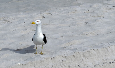 Linda Gaivolta na orla da Praia das Dunas, andando pela areia e deixando suas pegadas.