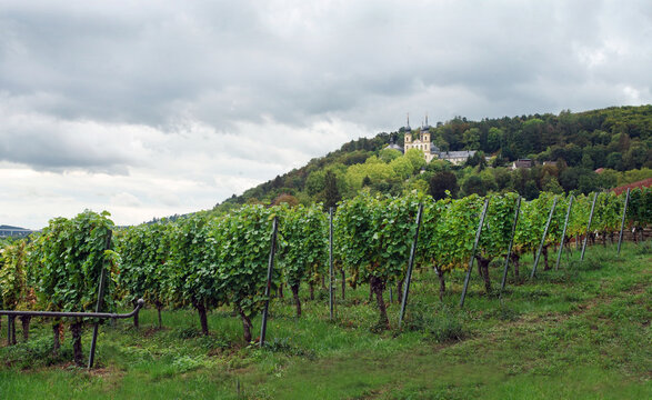 Amazing view of Riesling wine vineyards в W&uuml;rzburg with Baroque Capella Church in the background