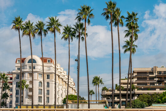 Tall Palms on Croisette  embankment of Cannes