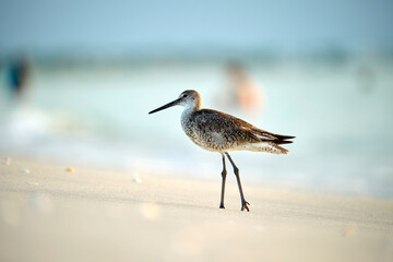 Large-Billed Dowitcher wild sea bird looking for food on seaside in summer