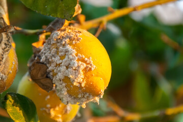 Lemon fruits and affected by pest. Citrus mealybug, Planococcus Hemiptera Pseudococcidae dangerous pest plants, including economically important tropical fruit trees and ornamental plants. - obrazy, fototapety, plakaty