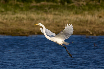 The great egret (Ardea alba) in flight. This bird also known as the common egret, large egret, or  great white egret or great white heron.