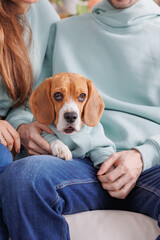 beagle dog in a blue sweatshirt executes commands and rests with his owners. Beloved cute pet is sitting on the lap of the hostess or sleeping. dog training. thoroughbred beagle dog is resting and