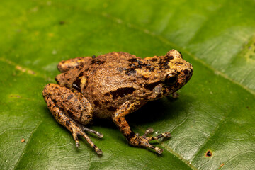 Southern Ornate Nursery Frog on green leaf