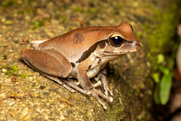 Australian Female Northern Stony Creek Frog