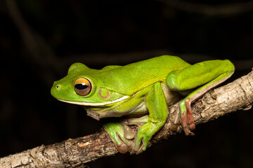 Australian White-lipped Tree Frog resting on branch
