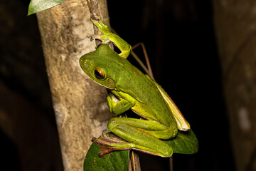 Australian White-lipped Tree Frog climbing in tree