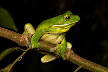 Australian White-lipped Tree Frog climbing in tree