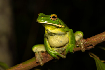 Australian White-lipped Tree Frog climbing in tree