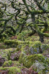 Wistman's Wood Dartmoor Devon