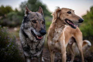 Fototapeta premium Beautiful male czechoslovakian wolf dog and saluki in the countryside. Dogs portrait. Chien loup tchécoslovaque. Perro lobo checoslovaco.