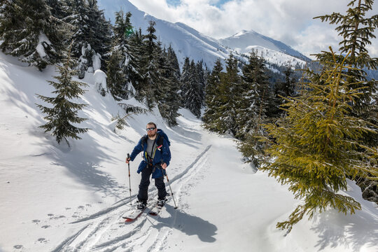 Ski tourist on a splitboard among snow-covered spruces and firs on the path of the Marmarosy Mountains