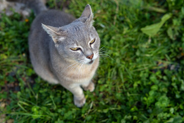 cat in the grass