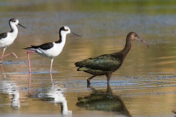 White faced ibis , La Pampa, Patagonia, Argentina