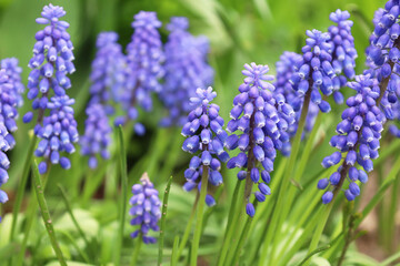 Bell-shaped violet flowers in the spring. Blooming muscari in the field. Armenian grape hyacinth or garden grape-hyacinth in the family Asparagaceae. Soft focus. Seasonal wallpaper for design