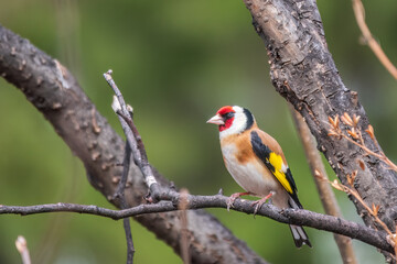 The European goldfinch or simply the goldfinch, Carduelis carduelis, sits on a branch in spring on green background. The European goldfinch in wildlife.