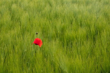 red poppy in green field