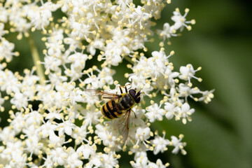 bee on a flower
