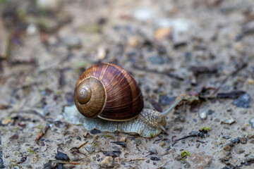 snail 