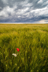 poppy field in the field