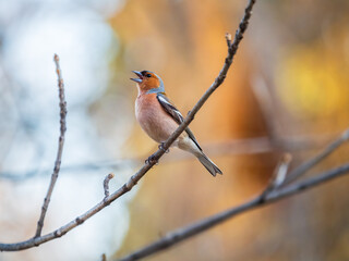 Fototapeta premium Common chaffinch, Fringilla coelebs, sits on a tree. Common chaffinch in wildlife.