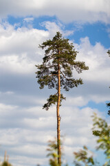 pine tree on sky