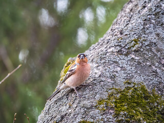 Common chaffinch, Fringilla coelebs, sits on a tree. Common chaffinch in wildlife.