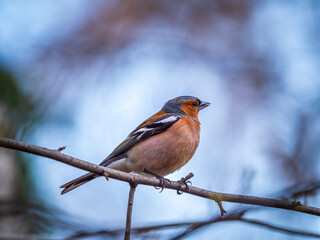 Common chaffinch, Fringilla coelebs, sits on a tree. Common chaffinch in wildlife.
