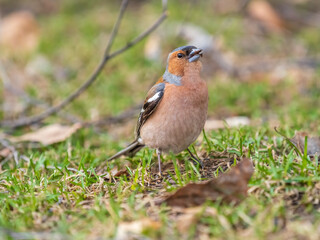 Common chaffinch, Fringilla coelebs, sits on a green lawn in spring. Common chaffinch in wildlife.
