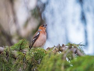 Common chaffinch, Fringilla coelebs, sits on a tree. Common chaffinch in wildlife.