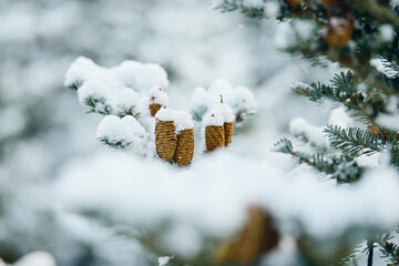 Plantacja choinek na Święta. Boże Narodzenie. Ośnieżone choinki, szyszki na gałęziach, świerki, jodły. Mróz i śnieg.