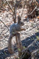 A squirrel with a nut sits on a stump in spring or summer.