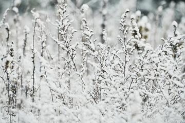Białe Święta, ośnieżone krzewy i trawy. Białe pola i łąki. Zima, mróz i śnieg. Zasypało pola. - obrazy, fototapety, plakaty