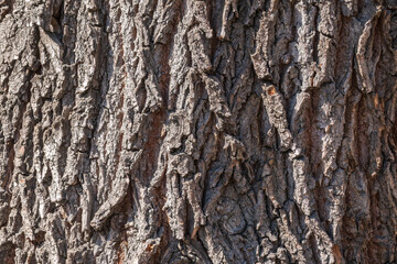 The texture of the bark of an old willow