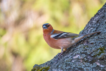 Common chaffinch, Fringilla coelebs, sits on a tree. Common chaffinch in wildlife.