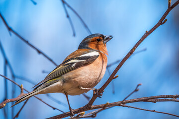 Common chaffinch, Fringilla coelebs, sits on a tree. Common chaffinch in wildlife.