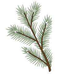 Pine. Christmas tree branch. New Year, Christmas. PNG format without background