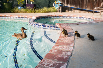 Mallard female with baby chicks by a pool