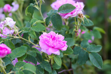 Pink rose flowers. Decorative beautiful garden plants in flowering season.