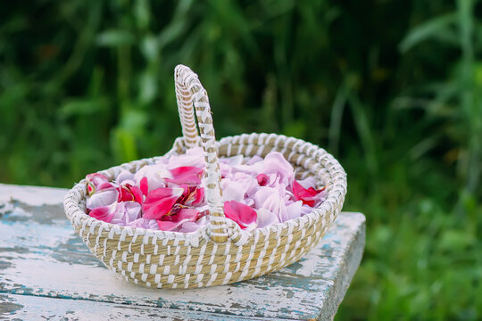 Pink rose petals in a basket on green grass.Natural cosmetic or herbal tea ingredients.