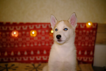 Little husky puppy with a plush toy and garlands on the background. Holiday mood